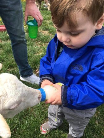 2-year-old_feeding_goat_cadence_academy_ofallon_mo-338x450