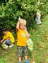 apple_picking_field_trip_creative_kids_childcare_centers_mahopac-338x450