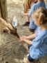 feeding_a_deer_on_a_field_trip_carolina_kids_child_development_center_rock_hill_sc-338x450