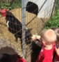 feeding_bread_to_goat_learning_edge_childcare_and_preschool_oak_creek_wi-425x450