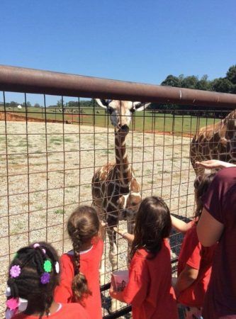 giraffe_encounter_at_zoo_cadence_academy_preschool_steele_creek_charlotte_nc-333x450