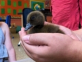 hands_holding_a_chick_prime_time_early_learning_centers_east_rutherford_nj-600x450