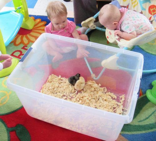 infants_watching_chicks_at_cadence_academy_preschool_harbison_columbia_sc-498x450