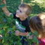 picking_blueberries_at_creative_kids_childcare_centers_beekman-450x450