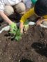 planting_in_the_garden_at_winwood_childrens_center_gainesville_ii_va-338x450