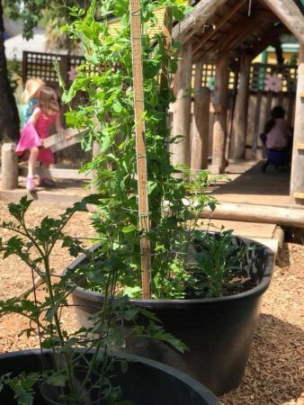 plants_on_the_playground_at_cadence_academy_preschool_sellwood_portland_or-338x450