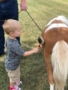 preschool_boy_brushing_horse_rogys_learning_place_morton_il-338x450