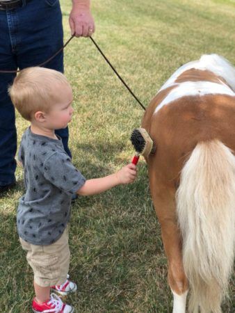 preschool_boy_brushing_horse_rogys_learning_place_morton_il-338x450