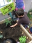 preschool_boy_gardening_at_cadence_academy_preschool_dallas_tx-336x450