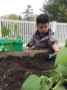 preschool_boy_gardening_next_generation_childrens_centers_westford_ma-336x450