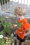 preschool_boy_growing_tomatoes_at_cadence_academy_preschool_dallas_tx-300x450