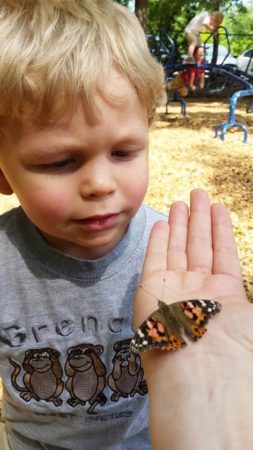 preschool_boy_investigating_butterfly_cadence_academy_preschool_charleston_sc-253x450