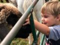 preschool_boy_petting_sheep_at_cadence_academy_preschool_rogers_ar-600x450