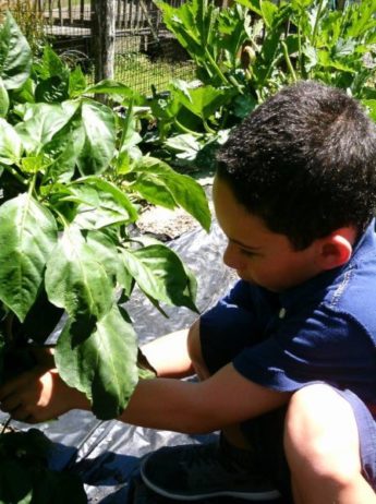 preschool_boy_picking_a_pepper_creative_kids_childcare_centers_mahopac-600x450