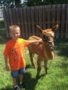 preschool_boy_playing_with_llama_fredericksburg_childrens_academy_fredericksburg_va-338x450