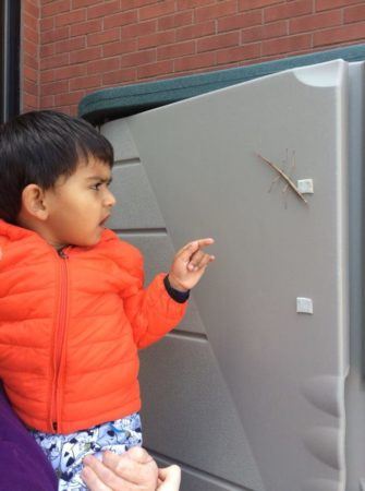 preschool_boy_watching_stick_bug_at_next_generation_childrens_centers_westborough_ma-335x450