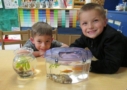 preschool_boys_watching_goldfish_at_phoenix_childrens_academy_private_preschool_estrella_mountain_az-637x450