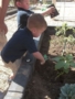 preschool_boys_working_in_garden_at_smaller_scholars_montessori_academy_gilbert_az-338x450