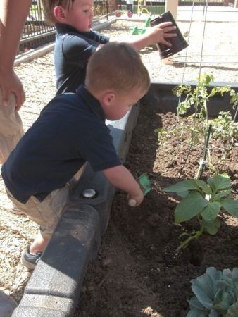 preschool_boys_working_in_garden_at_smaller_scholars_montessori_academy_gilbert_az-338x450