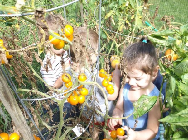 preschool_children_picking_tomatoes_creative_kids_childcare_centers_mahopac-603x450