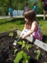preschool_girl_gardening_outside_jonis_child_care_preschool_burlington_ct-338x450