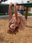 preschool_girl_hanging_upside_down_at_cadence_academy_preschool_childrens_center_klamath_falls_or-336x450