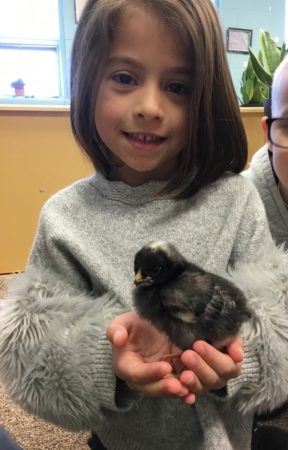 preschool_girl_holding_chick_cadence_academy_preschool_cranston_ri-288x450