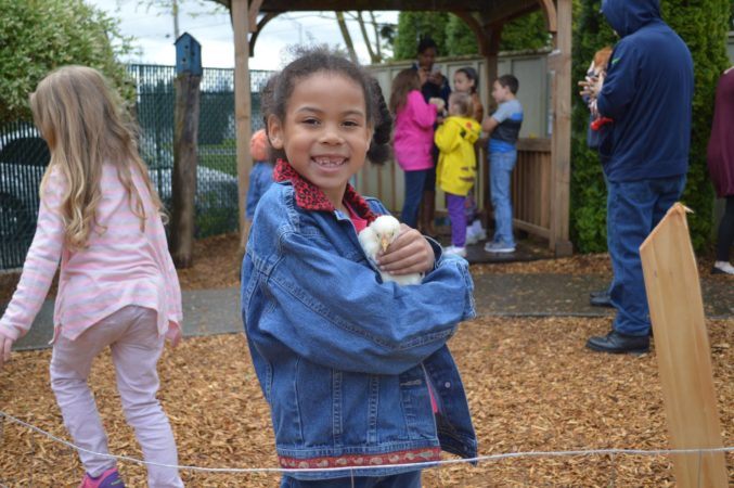 preschool_girl_holding_chicken_on_playground_cadence_academy_preschool_sleater-kinney_olympia_wa-677x450