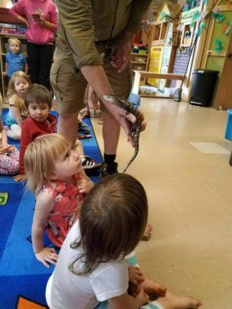 preschool_girl_looking_at_lizard_during_animal_presentation-cadence_academy_preschool_milwaukie_portland_or-338x450