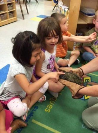 preschool_girl_petting_a_hedgehog_at_cadence_academy_preschool_broomfield_co-331x450