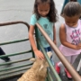 preschool_girl_petting_a_sheep_prime_time_early_learning_centers_edgewater_nj-450x450