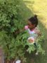 preschool_girl_picking_tomatoes_from_garden_rogys_learning_place_glen_oak_peoria_heights_il-333x450