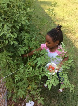 preschool_girl_picking_tomatoes_from_garden_rogys_learning_place_glen_oak_peoria_heights_il-333x450