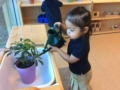 preschool_girl_watering_plant_at_smaller_scholars_montessori_academy_gilbert_az-600x450