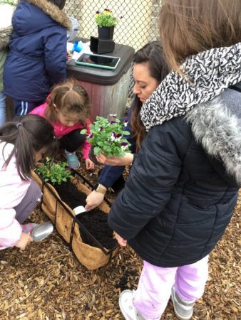 preschool_girls_and_teacher_planting_at_cadence_academy_preschool_cranston_ri-338x450