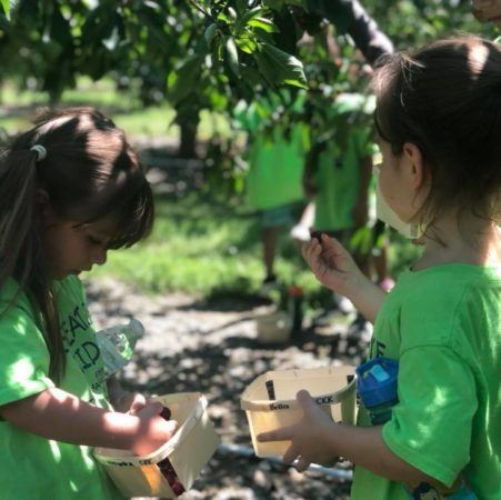 preschool_girls_picking_berries_creative_kids_childcare_centers_kent-451x450