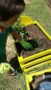 preschooler_planting_a_plant_at_cadence_academy_preschool_the_colony_tx-253x450