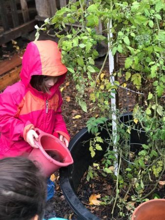 preschooler_watering_plant_at_cadence_academy_preschool_sellwood_portland_or-338x450