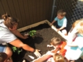 preschoolers_and_teacher_tending_the_garden_at_rogys_learning_place_pekin_il-600x450