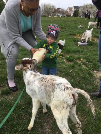 toddler_feeding_calf_cadence_academy_ofallon_mo-338x450