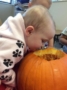 toddler_looking_inside_pumpkin_next_generation_childrens_centers_natick_ma-336x450