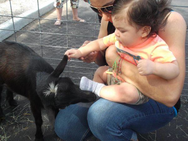 toddler_petting_zoo_phoenix_childrens_academy_private_preschool_surprise_az-600x450