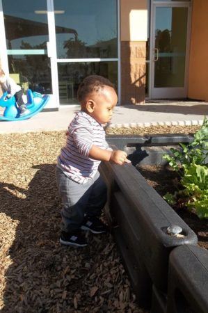 toddler_playing_in_garden_at_smaller_scholars_montessori_academy_gilbert_az-299x450