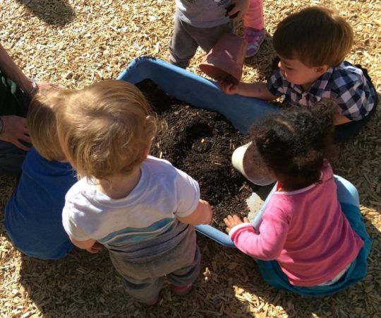 toddlers_gardening_at_cadence_academy_preschool_columbine_littleton_co-540x450
