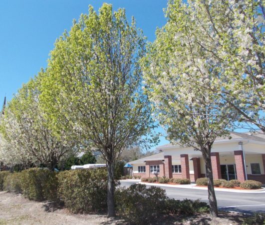 trees_outside_of_cadence_academy_preschool_wilmington_nc-531x450