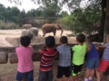 visiting_the_elephants_at_the_zoo_at_the_peanut_gallery_temple_tx-600x450