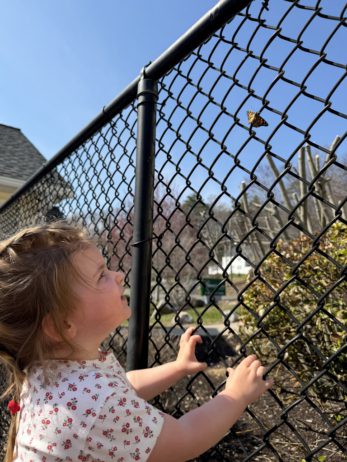 watching-the-butterflies-at-preschool-canton