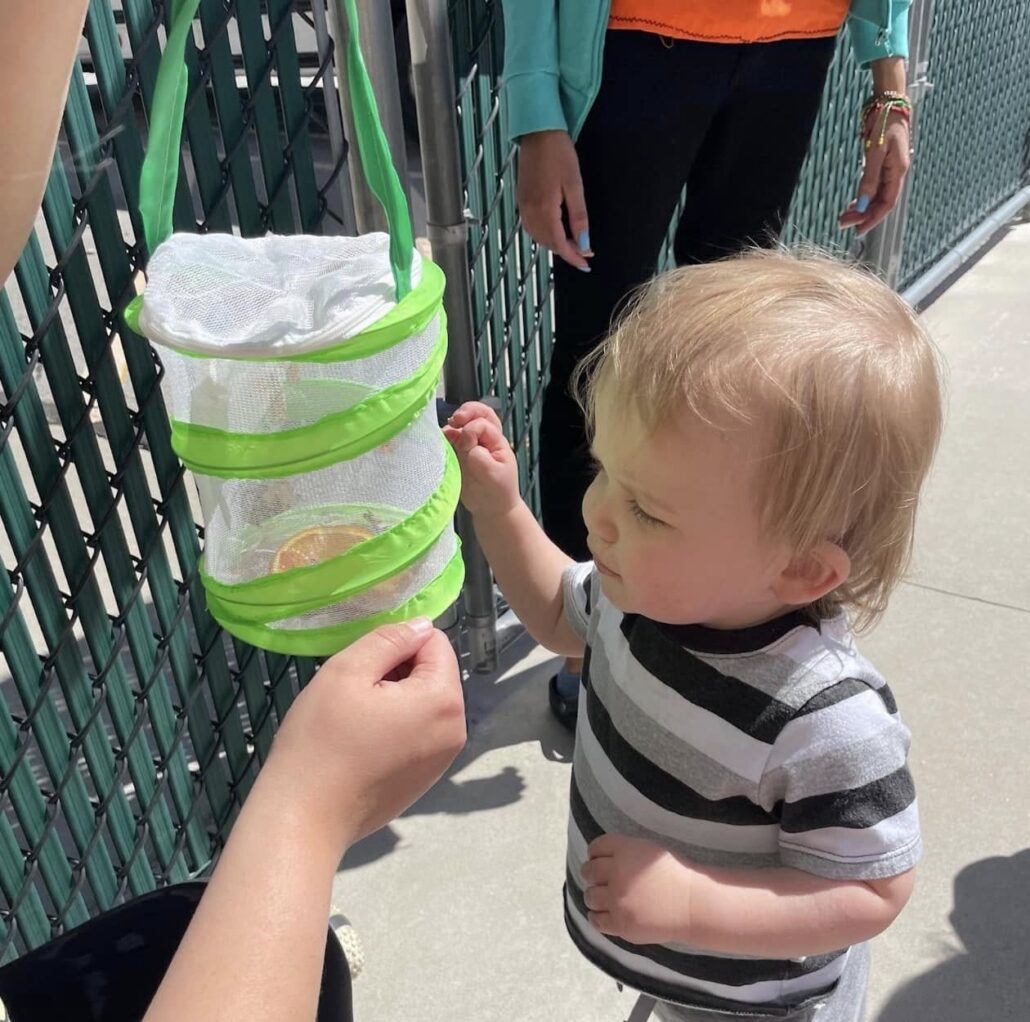 child looking at butterfly at cadence academy preschool draper