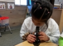 Child looking into microscope inside classroom at cadence academy preschool and daycare west 0 510